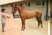 ����� (TAE PYEUNG SO) ����