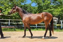 �ʽ����� (PILSEUNG WINNER) ����