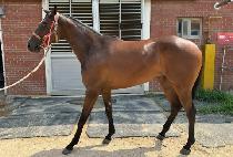 ����Ʈ�� (GHOST MOON) ����