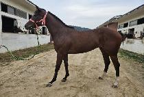 ���Ǻ��̺� (FAPPI BABE) ����