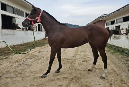 ���Ǻ��̺� ����