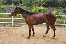 �������� (OBOK YEONGMA) ����