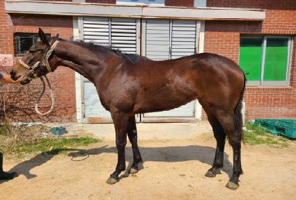 ���̷���Ʈ ����