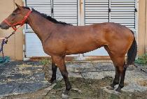 �̽������� (MISS SUNDAY) ����