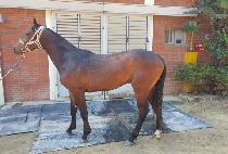 �Ҹ��Ǳ� (SOMANGUIGIL) ����