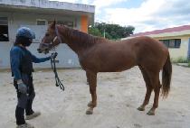 ���۷ι� (MYEONG GLOBAL) ����