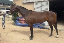 ����ũ��� (SEOGWI CROWN) ����