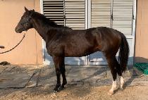 �ϰ������� (ILGANG FIGHTER) ����