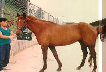 �⿩�� (GI YEO DO) ����