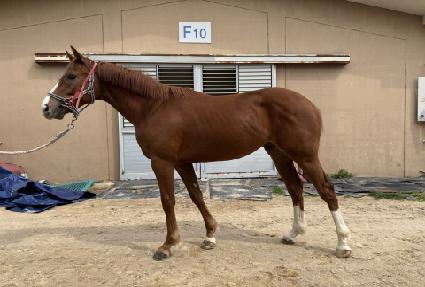 ������ ����