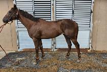 �Ŀ�Ʈ�� (POWER TREE) ����