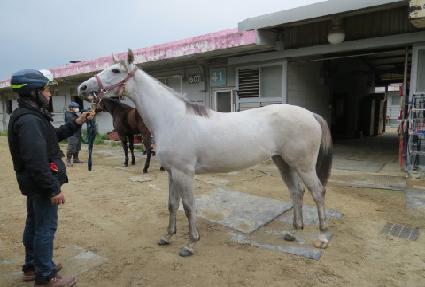 ����ī ����