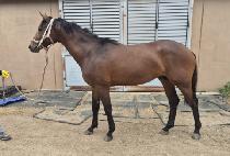 Ÿ�̰ž����� (TIGER UPPERCUT) ����