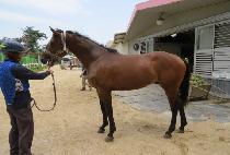 �ö���ġ�� (FLYING CHIEF) ����