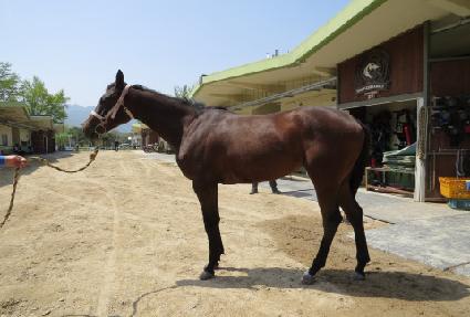 �Ƹ�����ī ����