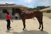 �۷ι�ĳ�� (GLOBAL CANNON) ����