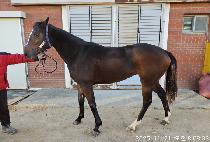 ����ũ���� (BUTTER CRASH) ����