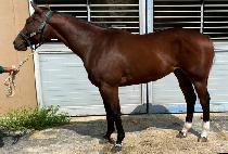 ũ�������ƹ� (CRAZY ARMY) ����