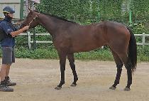 Ʈ����� (TRAUM QUEEN) ����