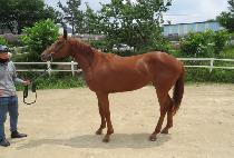 ���ϵ���� (WILD MAGIC) ����