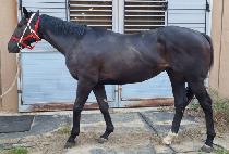 �ʿ��ǹݼ� (CHOWOLUI BANSEOK) ����