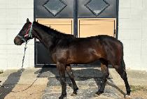 �����̽���� (SPACE GOLD) ����