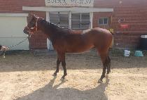 �۰�� (SONGGOLMAE) ����