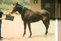 ������ (EUN MUL KYEL) ����