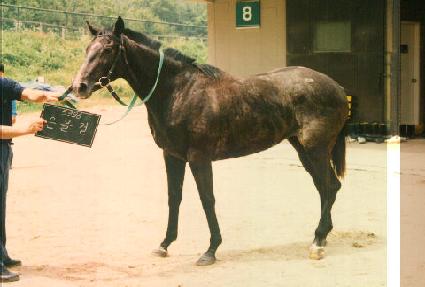 ������ ����