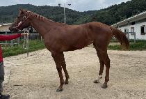 �׸����̳��� (GREEN DYNAMIC) ����