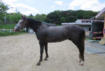 �л���� (HAKSAN HENNY) ����