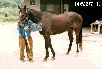 ������ (JI GUG CHONG) ����