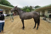 �л����� (HAKSAN WINNER) ����