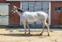 �����÷��� (TAEPYEONG FLEX) ����