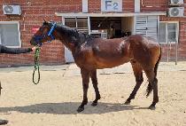 ĸƾ������ (CAPTAIN WARRIOR) ����