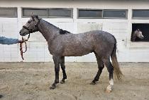 �ھ�Ÿ�̰� (CORE TIGER) ����