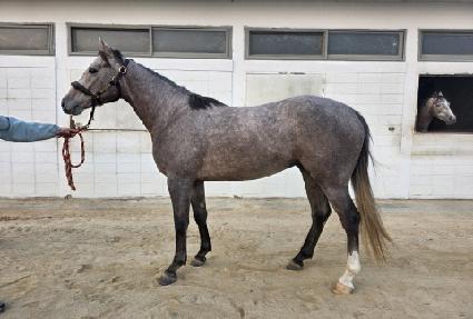 �ھ�Ÿ�̰� ����