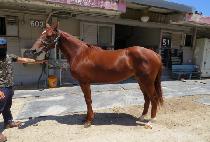 Ÿ�̰ź��� (TIGER BULPAE) ����