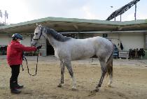 ����Ÿ�̰� (QUEENS TIGER) ����