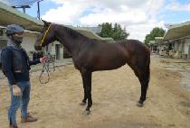 Ÿ�̰Ÿ����� (TIGER REVENGER) ����