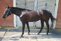 ȭ���ѺҺ� (HWARYEOHAN BULBIT) ����