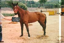 ������ (WOOT EUM GGOT) ����