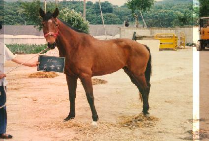 ������ ����