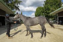 ���������� (NAREUSYA NIKE) ����