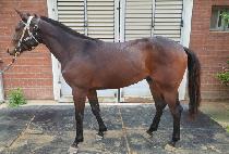 ����ŷ (RED KING) ����