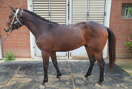 ����ŷ ����