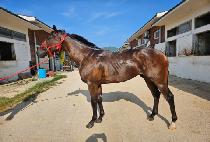 ȭ������ (HWASEONG BEONGAE) ����