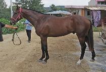 ����� (WHIZ RUNNER) ����