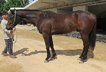 �帲���� (DREAM RIDGE) ����