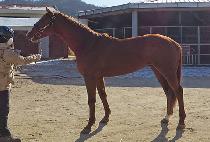 �ְ����� (CHOEGO GAME) ����